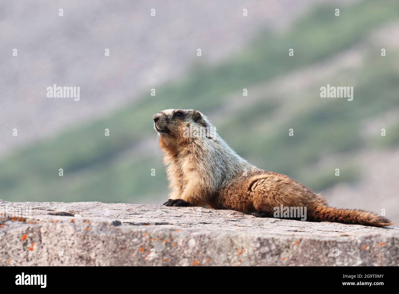 Ein Murmeltier alarmiert auf einem großen Felsen Stockfoto