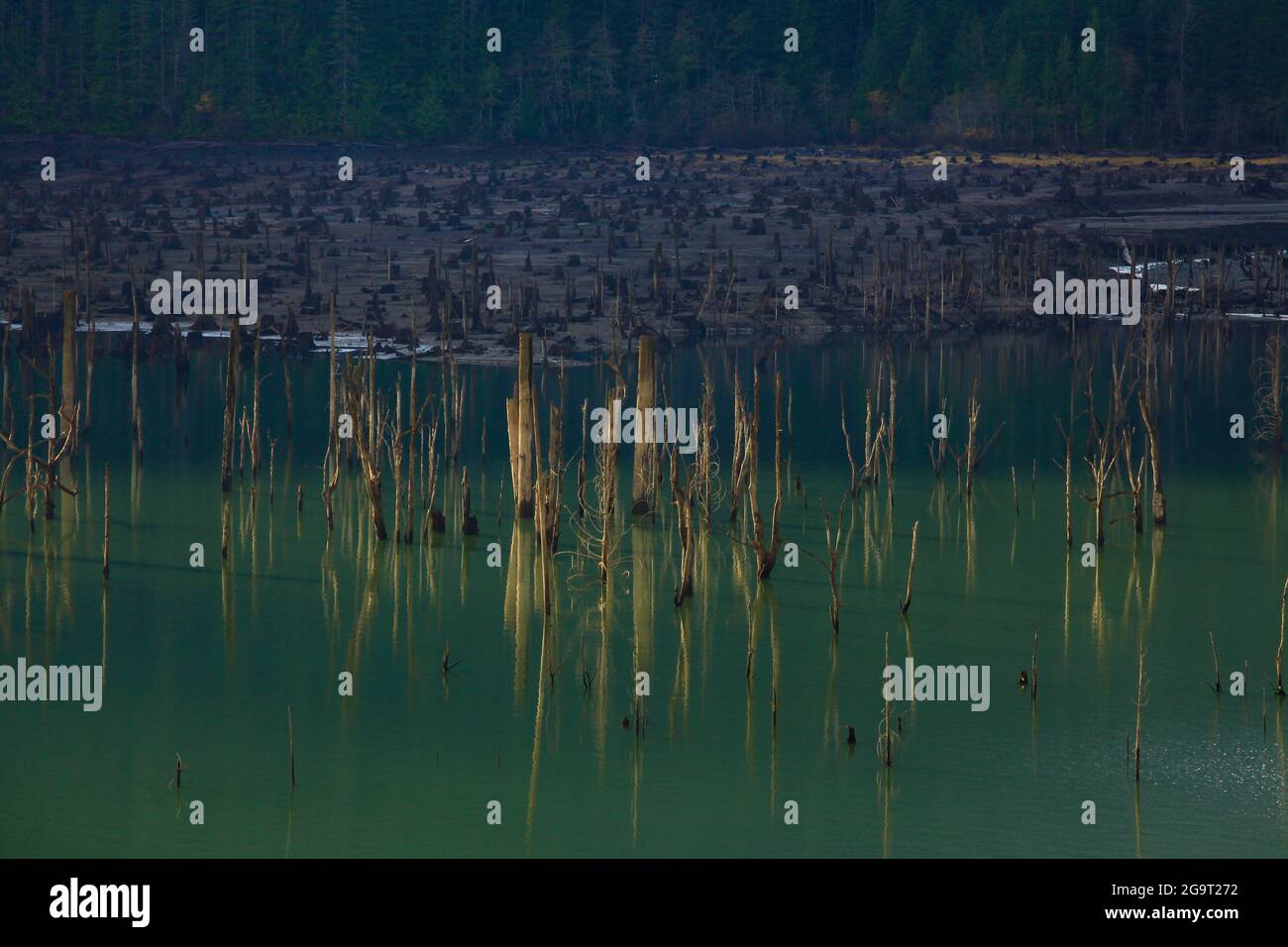 Ein Außenbild eines pazifischen Waldsees im Nordwesten Stockfoto