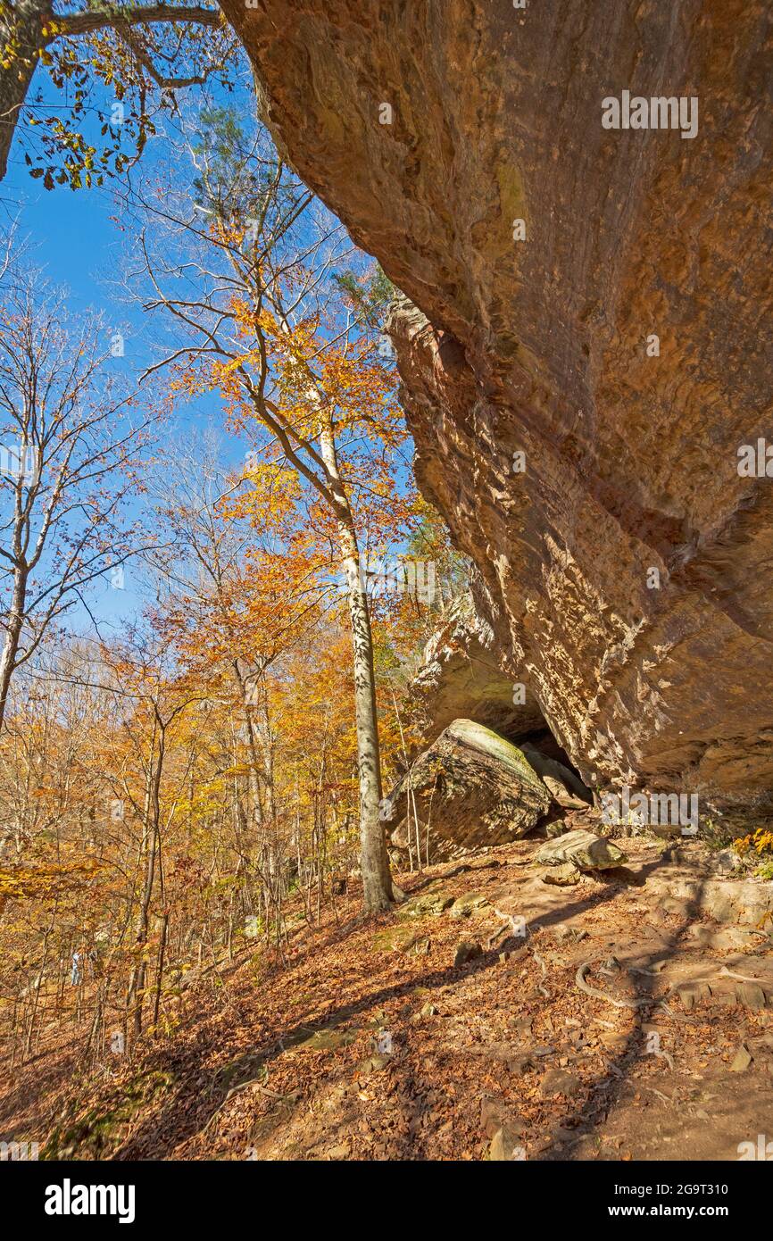 Dramatischer Überhang in Quiet Forest im Bell Smith Springs Recreation Area in Illinois Stockfoto