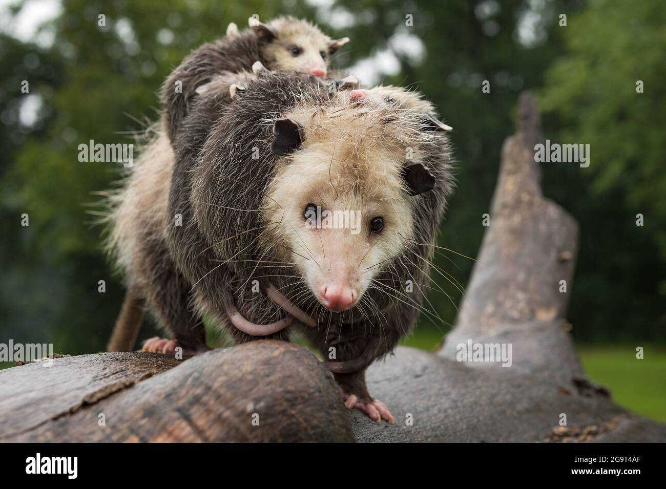 Virginia opossum (Didelphis virginiana) blickt voller Joeys Summer - Gefangene Tiere Stockfoto