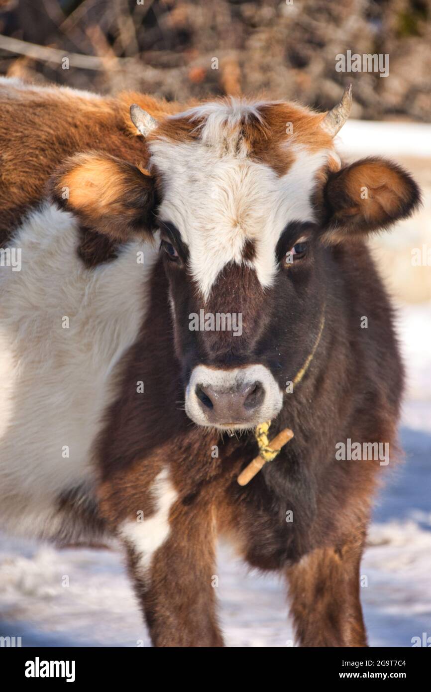 Porträt einer Kuh in Georgien Stockfoto