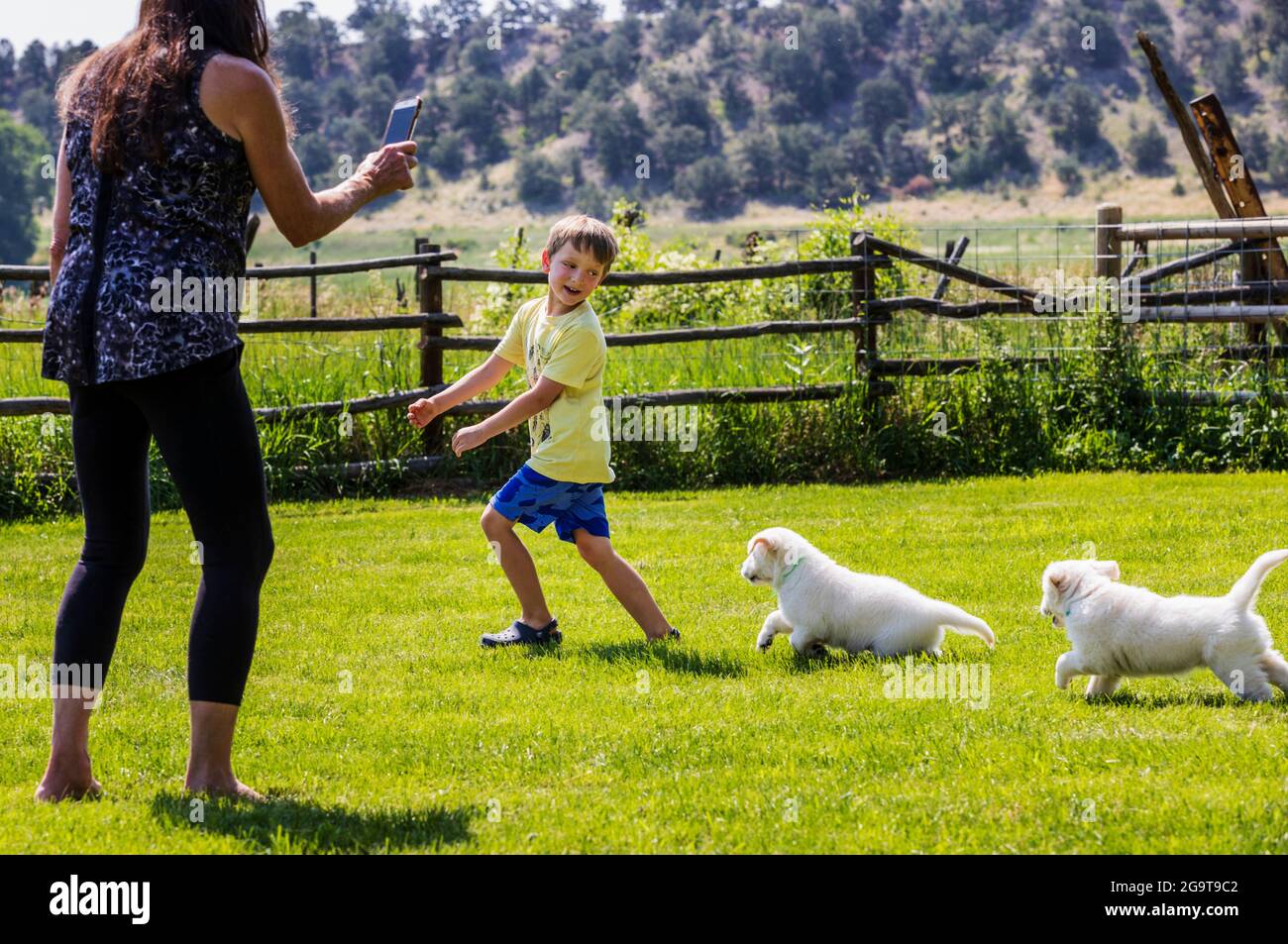 Frau, die ein iPhone-Foto von einem jungen Jungen macht, der mit sechs Wochen alten Platinum- oder cremefarbenen Golden Retriever-Welpen auf Gras spielt. Stockfoto