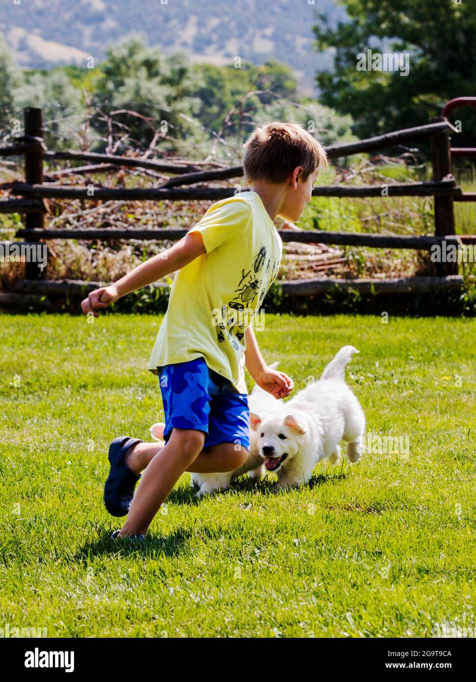 Kleiner Junge, der mit sechs Wochen alten Platinum- oder Cream Coloured Golden Retriever-Welpen auf Gras spielt. Stockfoto