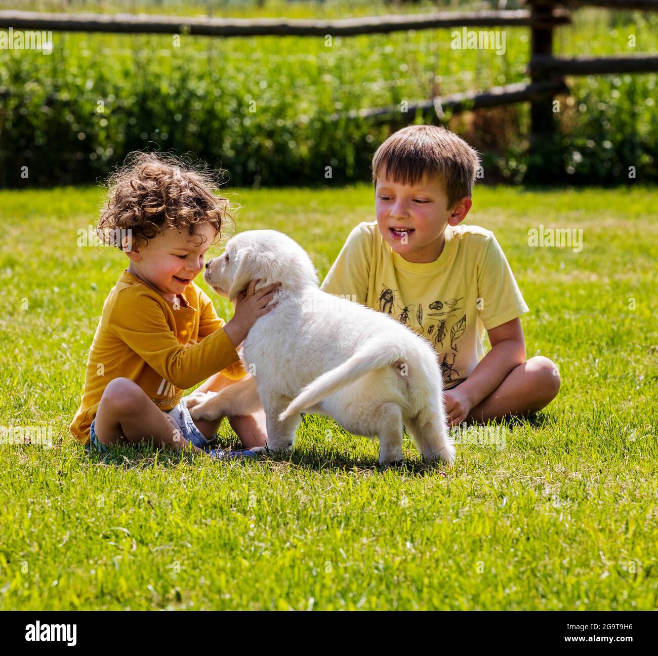 Zwei kleine Kinder, die mit sechs Wochen alten Platinum- oder Cream Coloured Golden Retriever-Welpen auf Gras spielen. Stockfoto