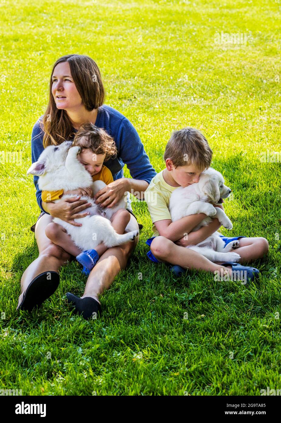 Mutter und kleine Kinder spielen auf Gras mit sechs Wochen alten Platinum oder Cream Colored Golden Retriever Welpen. Stockfoto