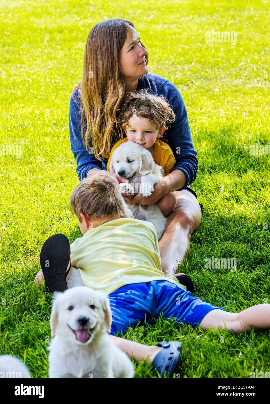 Mutter und kleine Kinder spielen auf Gras mit sechs Wochen alten Platinum oder Cream Colored Golden Retriever Welpen. Stockfoto