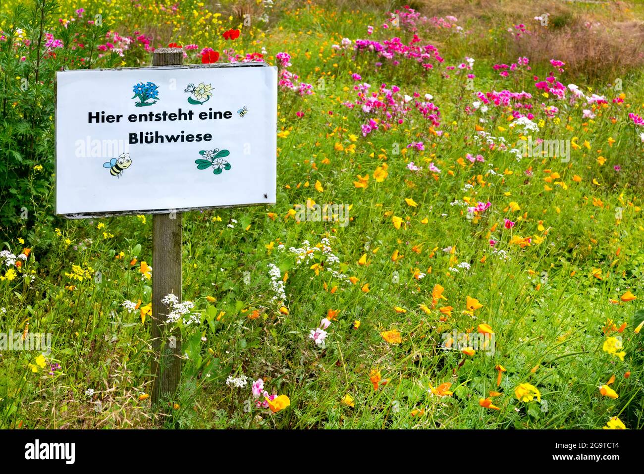 Tafel mit Text: Hier entsteht Blumenwiese - hier entsteht eine Blumenwiese - mit Wiesenblumen im Hintergrund Stockfoto