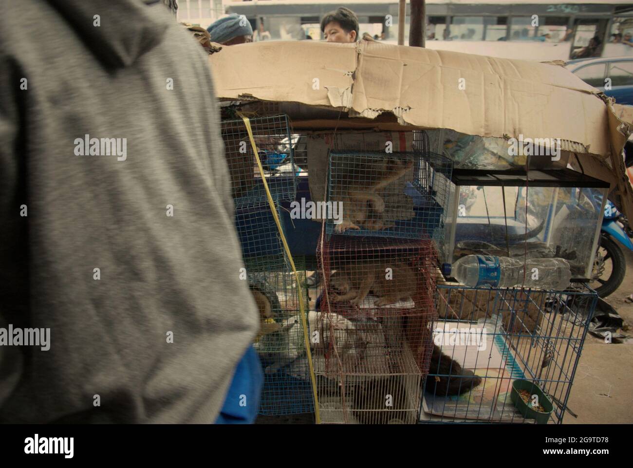 Ein Tierverkäufer am Straßenrand in der Nähe eines Tiermarkts, der auch Wildtiere und geschützte Arten, einschließlich Slow Loris, in Jatinegara, East Jakarta, Jakarta, Indonesien. Stockfoto
