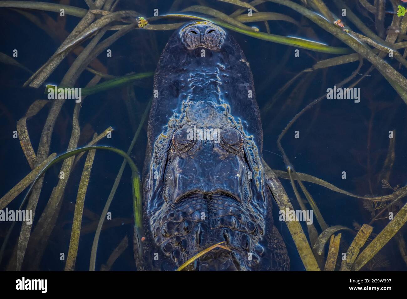 Blick auf einen schwimmenden Alligator Stockfoto