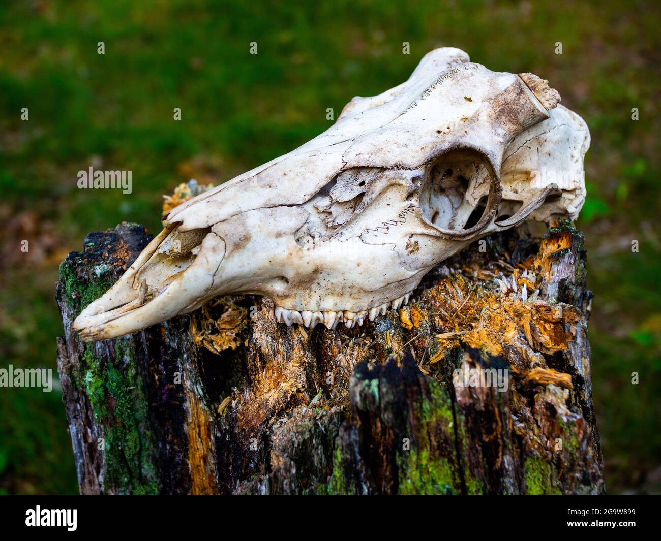 Hirsch Schädel auf einem Baumstumpf. Stockfoto