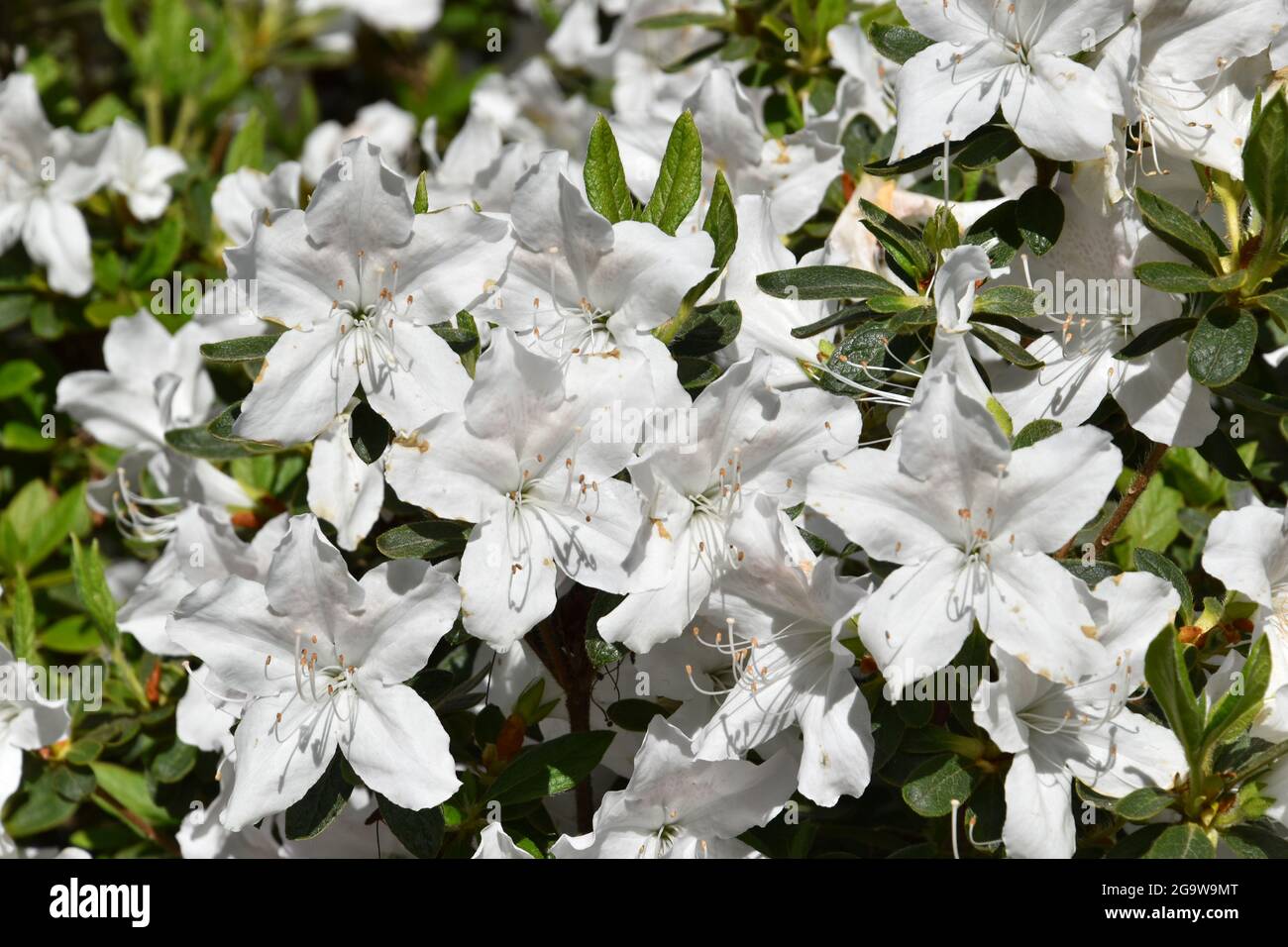 Washington Park Arboretum, Seattle, Washington Stockfoto