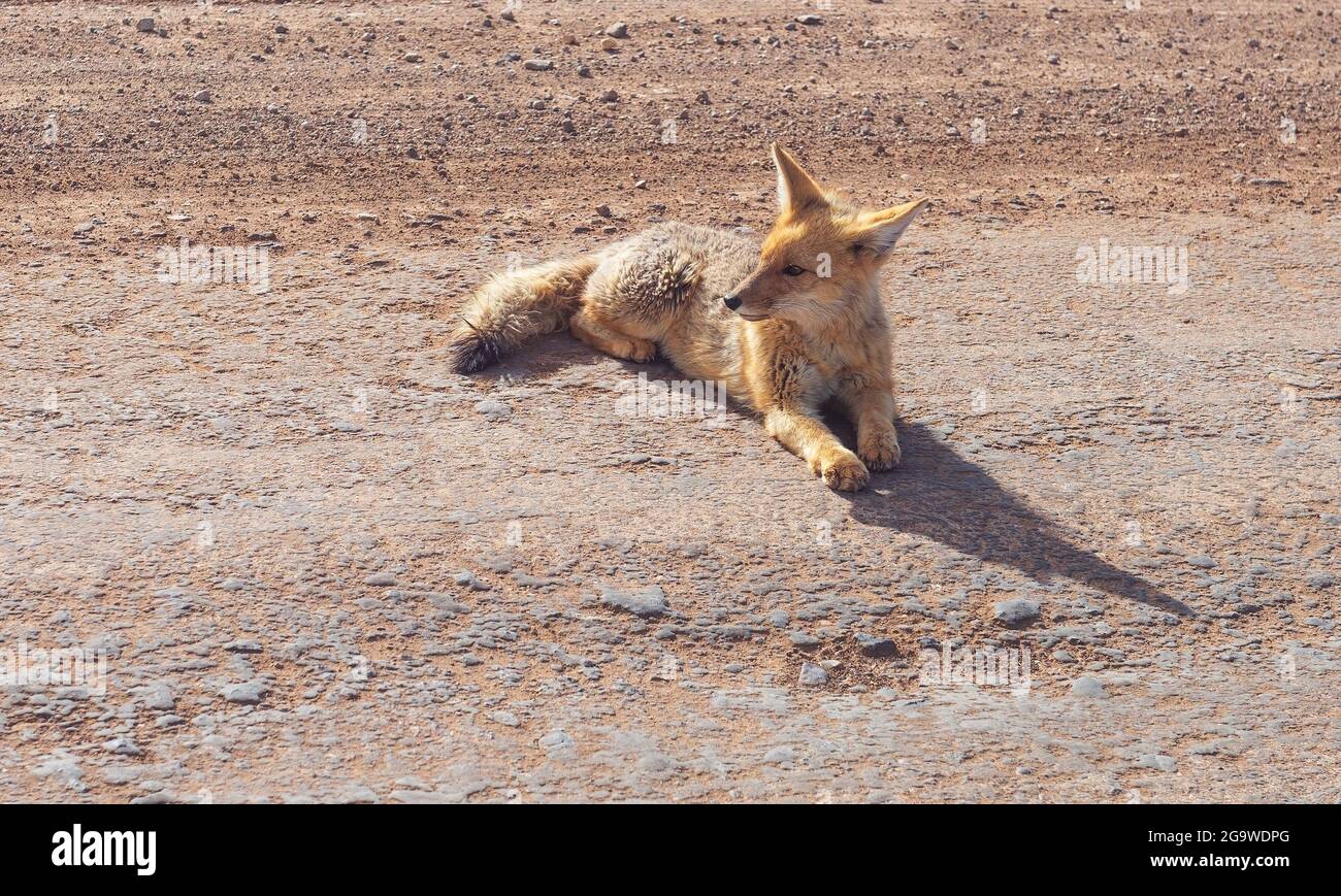 Der culpeo (Lycalopex culpaeus) oder südamerikanischer Andenfuchs, Nationalpark Torres del Paine, Patagonien, Chile. Stockfoto