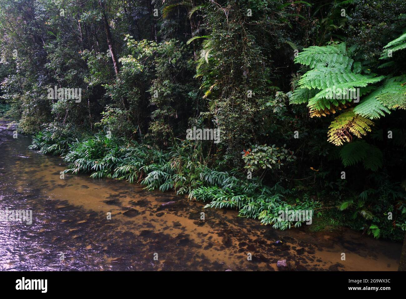 Henrietta Creek, Palmerston Highway, Queensland, Australien Stockfoto