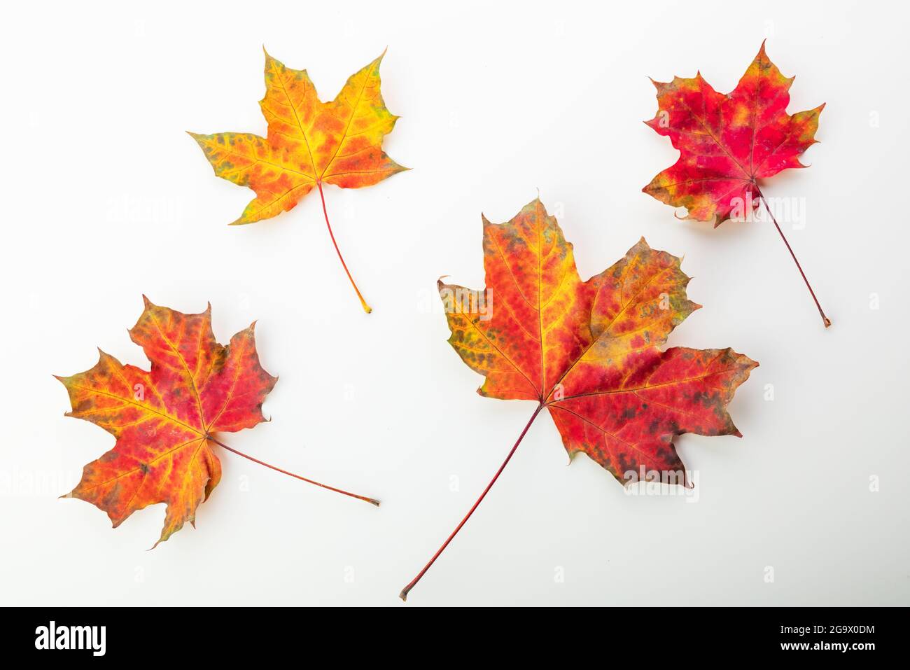 Herbstliche Orangenblätter. Lamelle isoliert auf weißem Hintergrund. Stockfoto