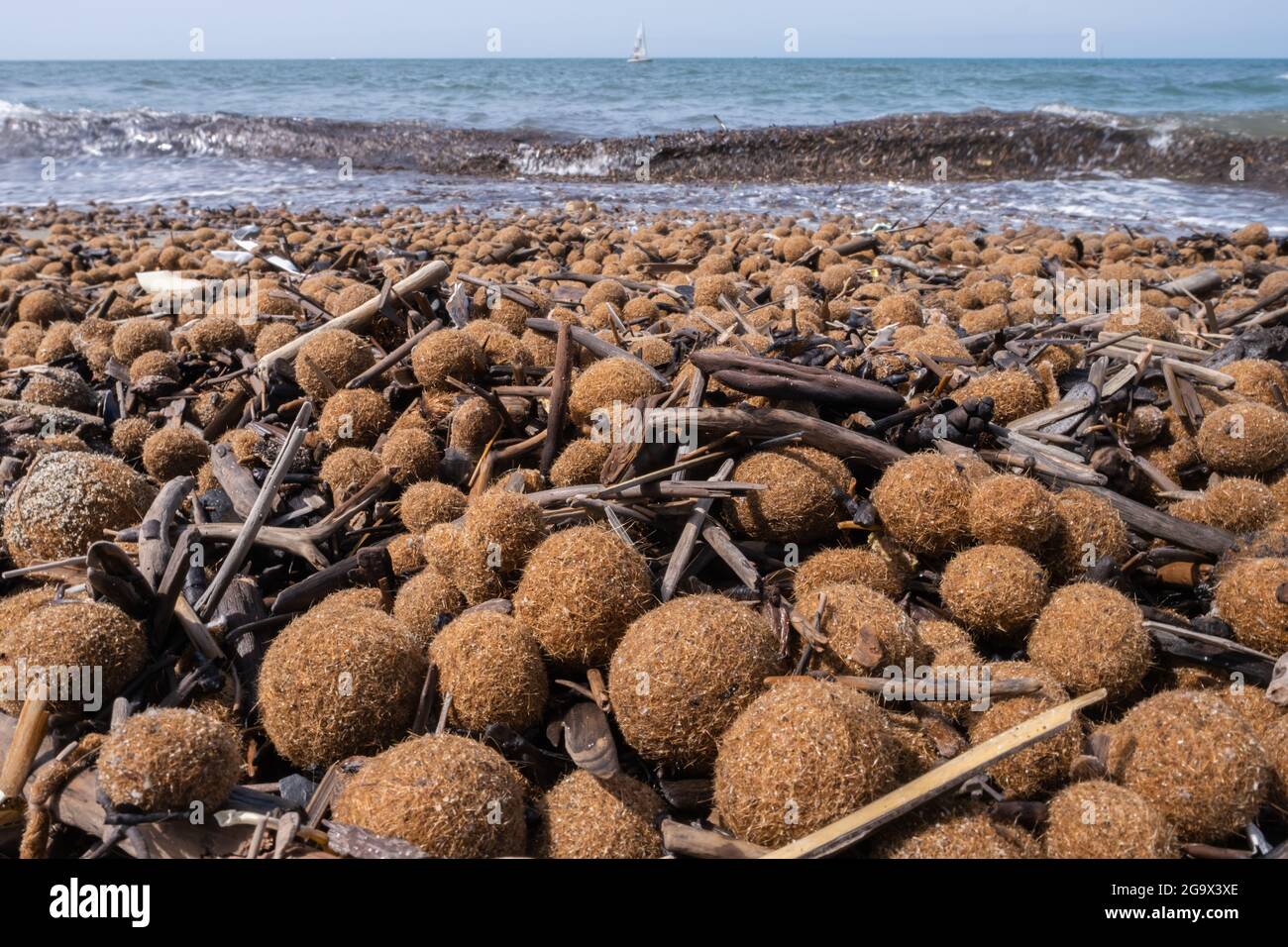 Posidonia oceanica neptun Gras am italienischen mediterranen Strand Stockfoto