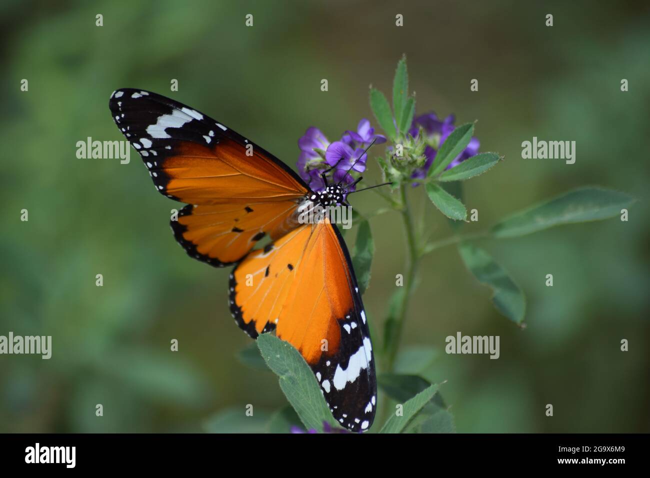 Orange rote asiatische Schmetterling auf rosa Blumen im Garten im Freien in der Nähe von zu Hause Baluchistan Pakistan Stockfoto