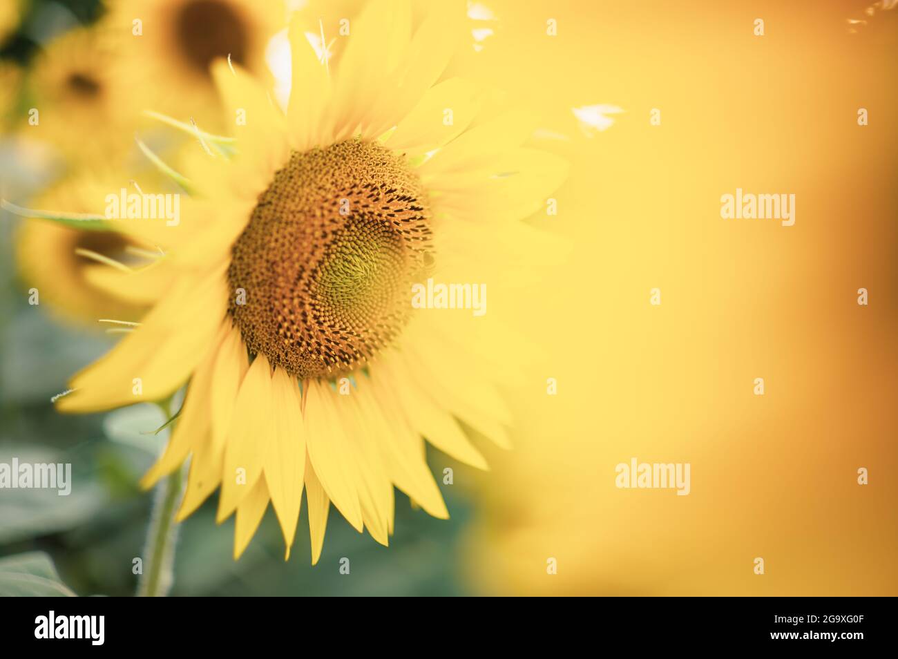 Sonnenblumen mit geringer Schärfentiefe, verblasste Vintage-Optik Stockfoto