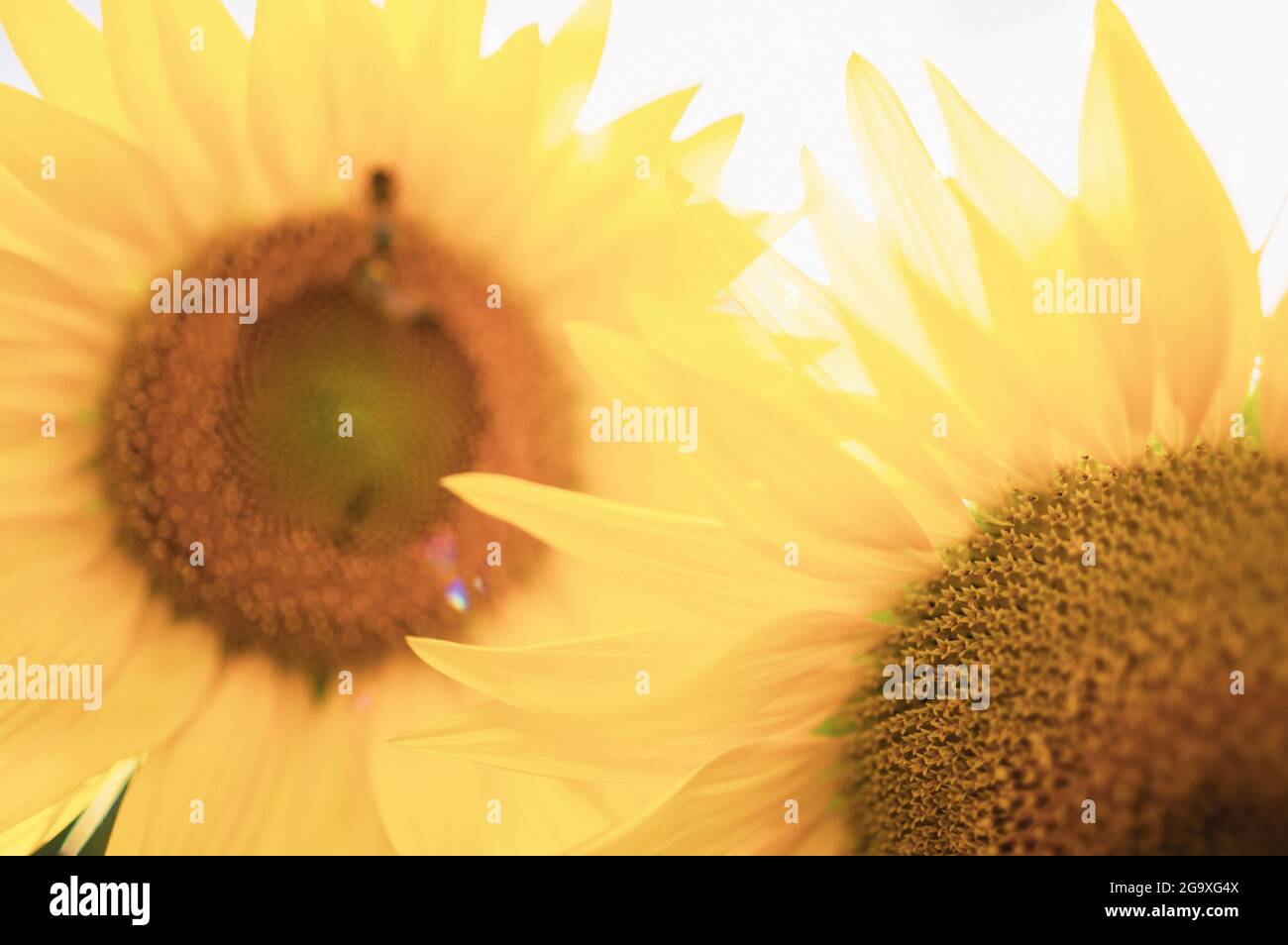 Sonnenblumen mit geringer Schärfentiefe, verblasste Vintage-Optik Stockfoto