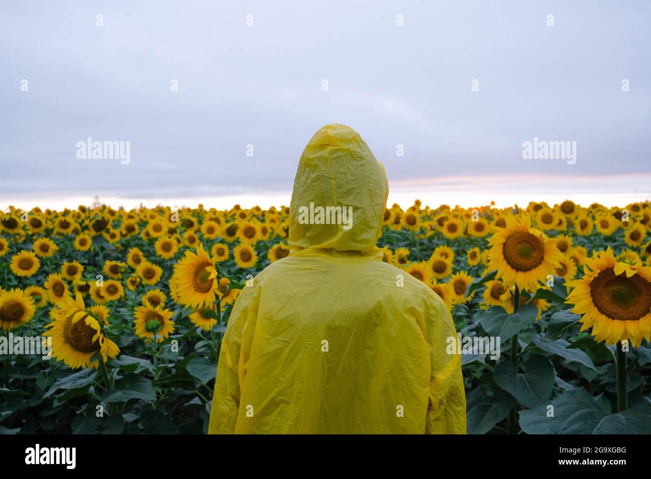 Mensch in gelber Haube Regenmantel im Sonnenblumenfeld stehend. Stockfoto