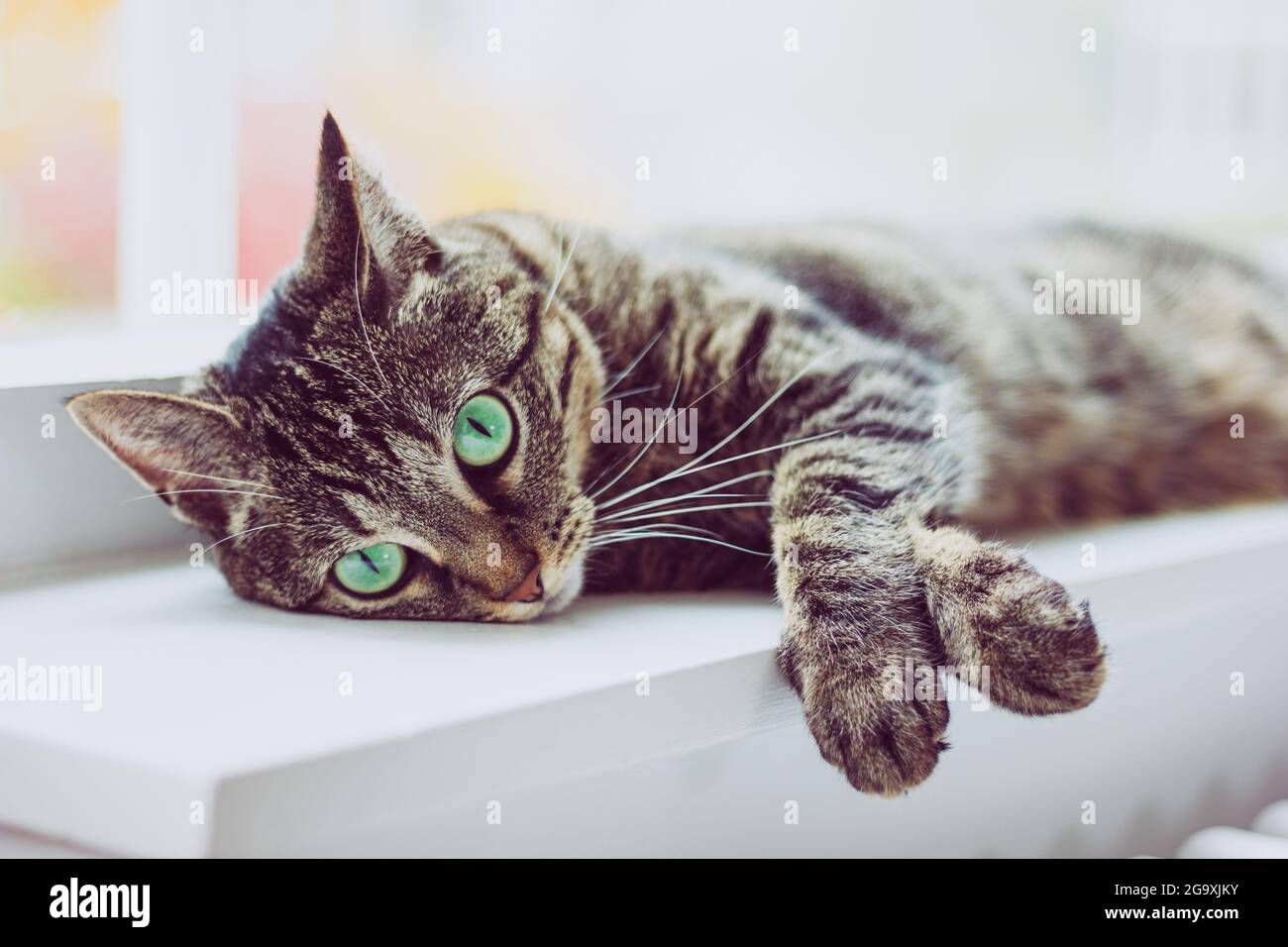 Niedliche tabby Katze mit grünen Augen liegt auf weißem Fensterbrett. Stockfoto
