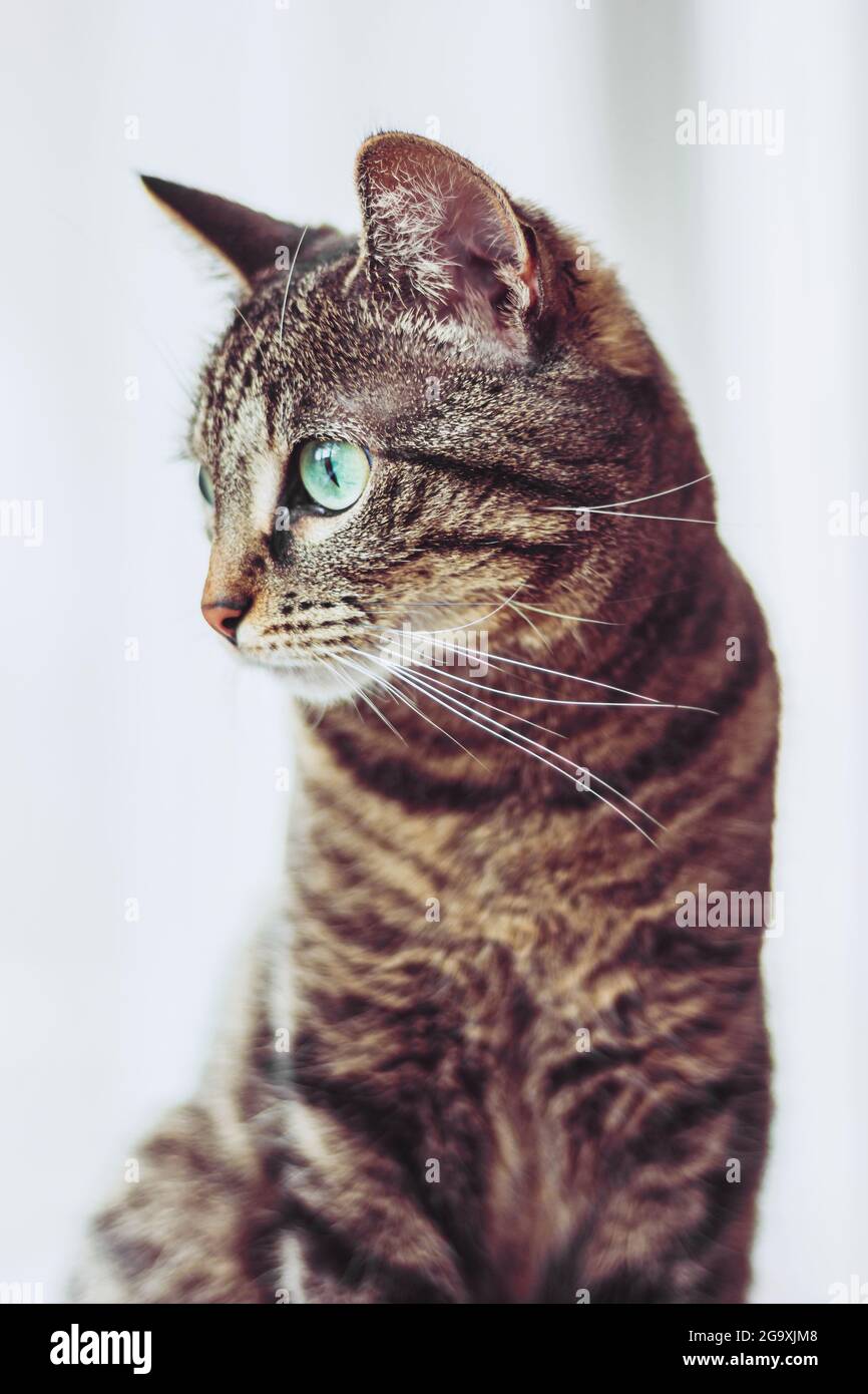 Niedliche Katze mit grünen Augen. Stockfoto