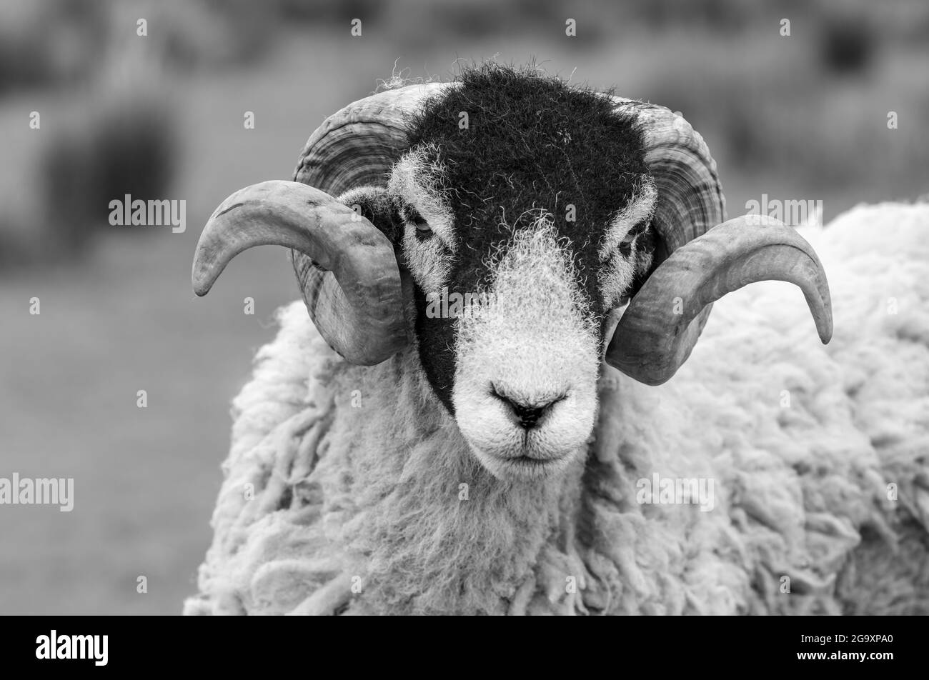 Swaledale Widder mit zwei lockigen Hörnern in schwarz und weiß. Nahaufnahme des Kopfes. Unscharfer Hintergrund. Swaledale Schafe sind eine Rasse aus North Yorkshire, Stockfoto