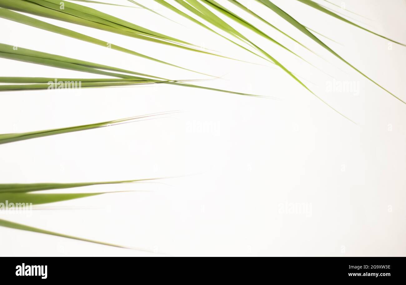 Rahmen aus scharfen grünen Blättern. Ecke für Text. Universelle Vorlage für Ankündigungen, Inschriften, Einladungen von Notizen und Nachrichten. Stockfoto