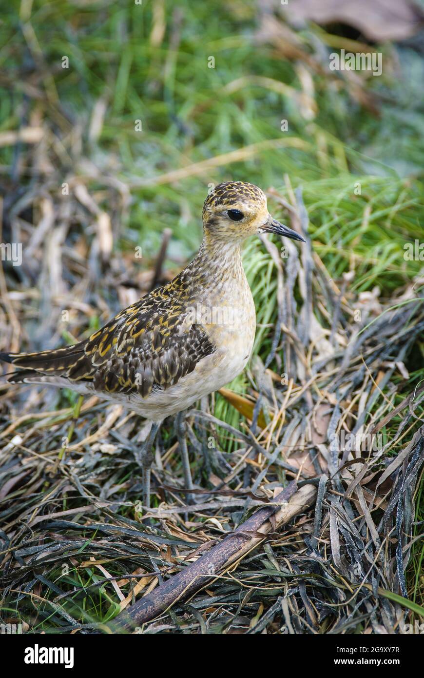 Ein nicht-brüchiger Pacific Golden Plover, der vor seiner Fütterung auf der Cairns Esplanade, Queensland, Australien, in Küstengräsern steht. Stockfoto