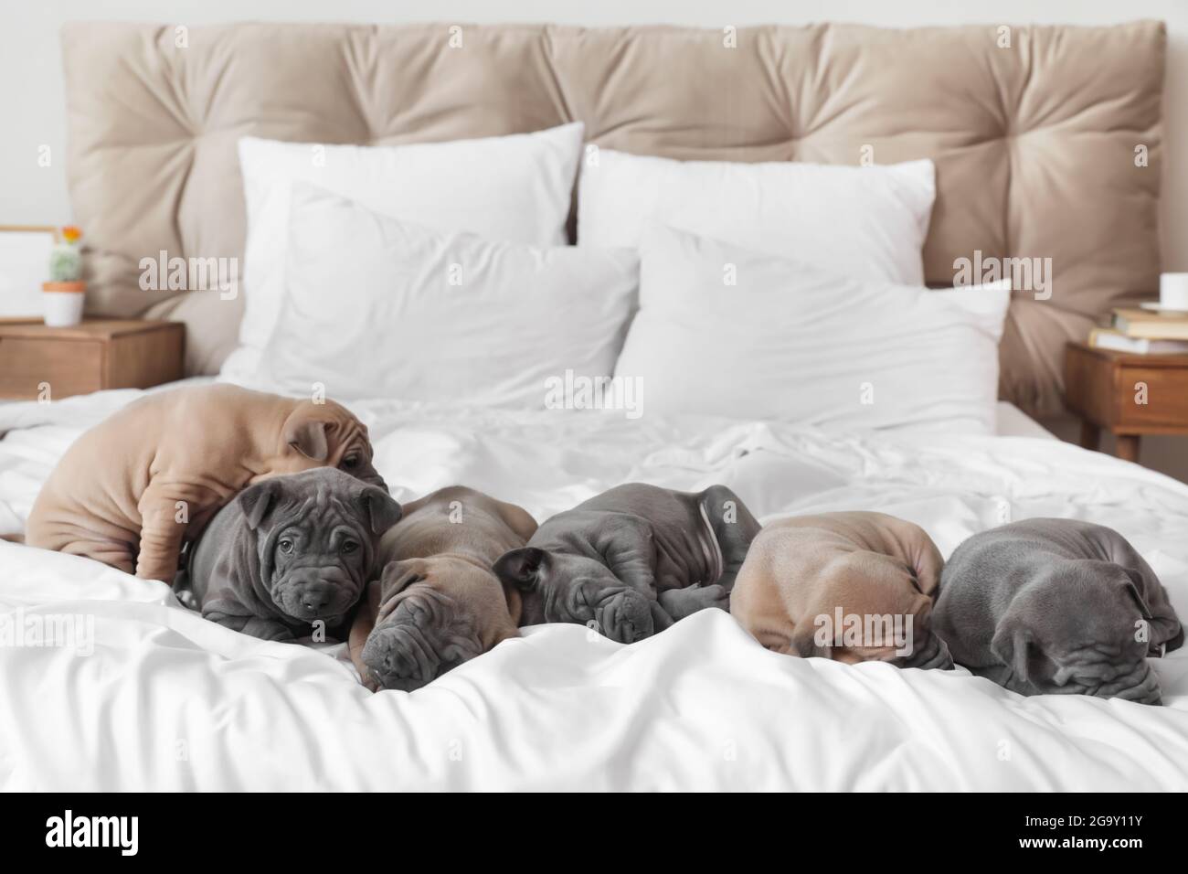 Niedliche Welpen schlafen auf dem Bett Stockfoto