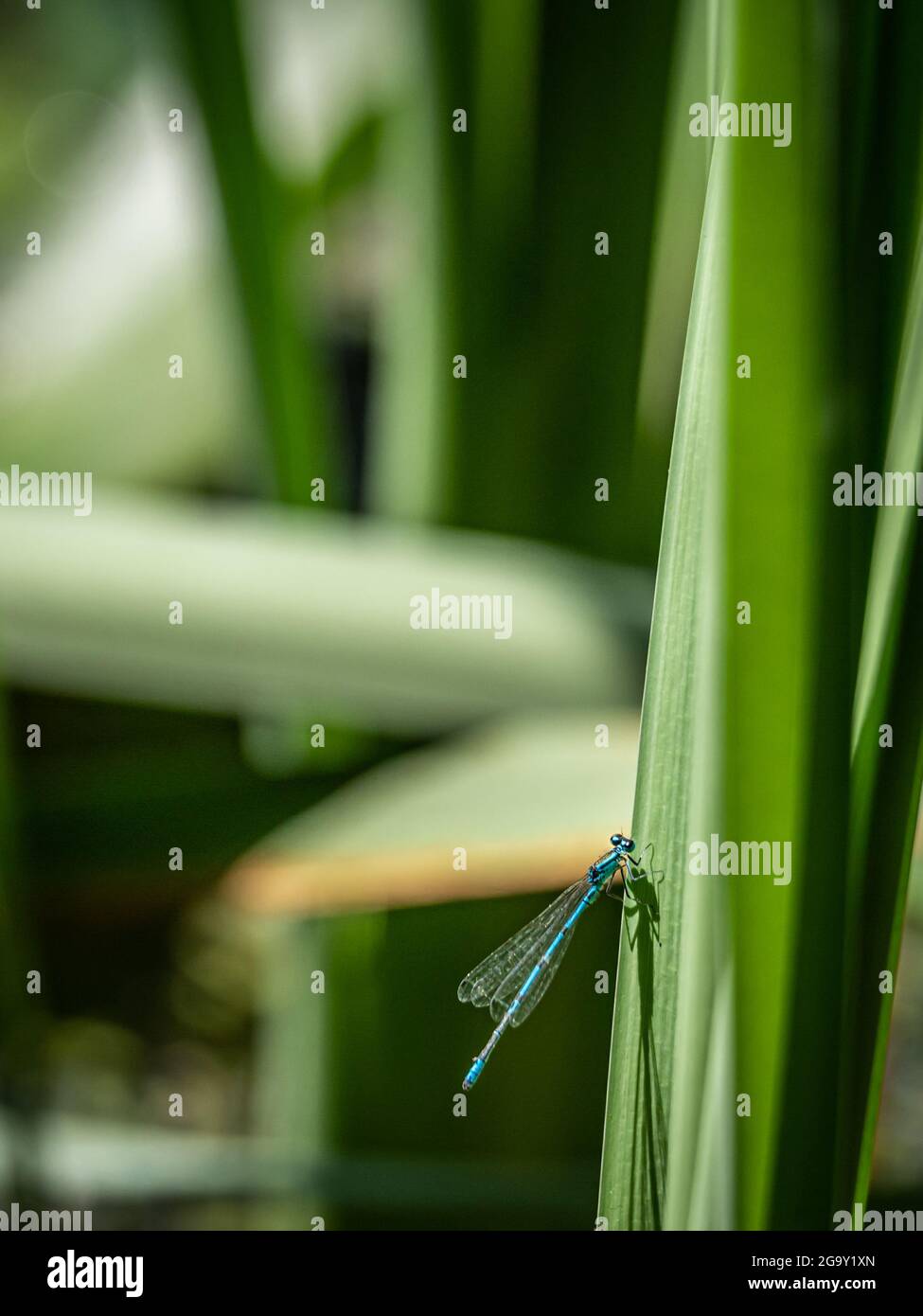 Damselfliege auf grünen Blättern. Eine männliche, variable Damselfliege. Variable Bluet. Coenagrion pulchellum. Schönheit in der Natur. Stockfoto