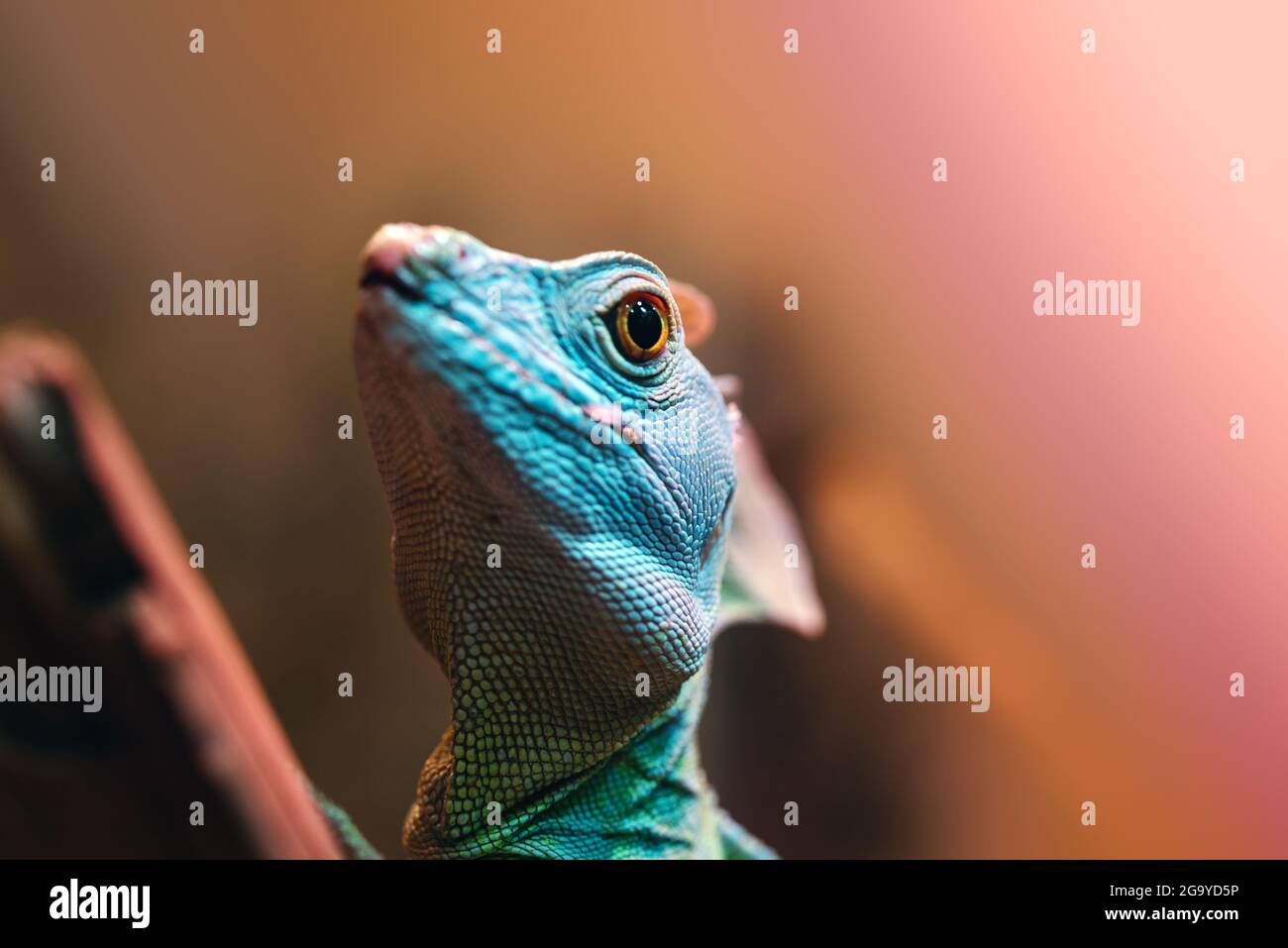 Grüner Basilisk, oder Jesus Christus Eidechse im Zoo Terrarium Stockfoto