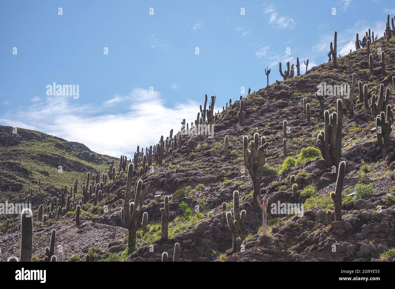Kakteen wachsen auf einem Berg, Jujuy, Argentinien Stockfoto