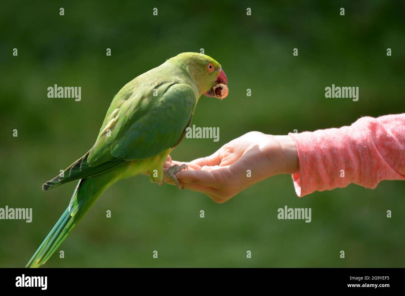 Papagei, der Vogelsamen aus der Hand eines Mädchens frisst, Großbritannien Stockfoto