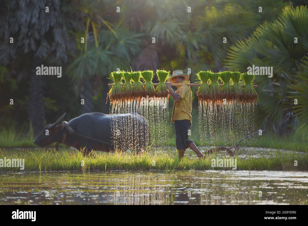 Bauer zu Fuß durch ein Reisfeld mit Reis, Thailand Stockfoto