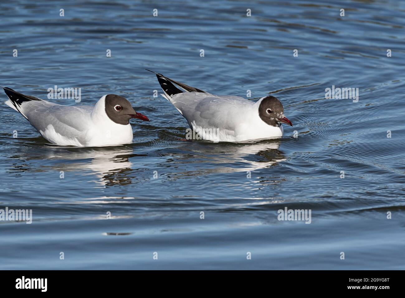 Blackhead Gull schweigend alles beobachten... Stockfoto