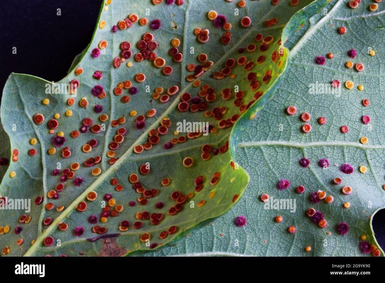 Cynipid- oder Gall-Wespen sind kleinste parasitäre Wespen, die einen komplexen Lebenszyklus haben. Diese Seiden Knopf Spangle Galls Herbst der Eiche Blätter Herbst. Stockfoto