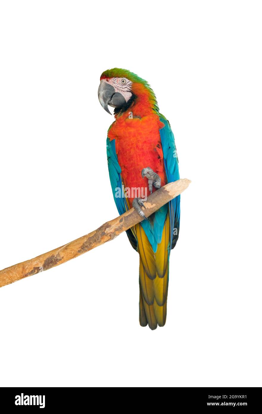 Großer schöner roter Papageienarraw Ara macao. Porträt eines Papagei isoliert auf weißem Hintergrund. Hochwertige Fotos Stockfoto