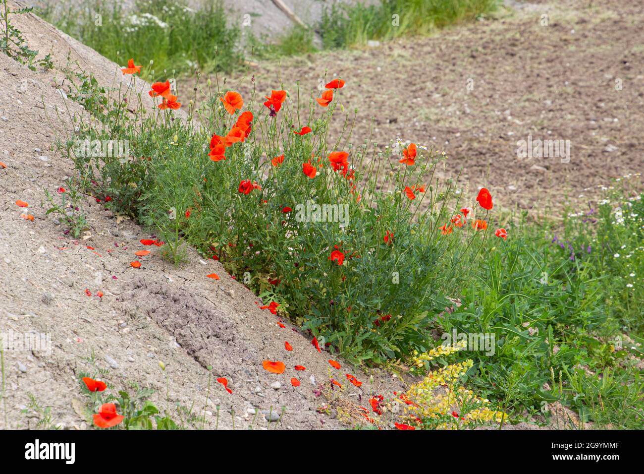 Roter Mohn wächst auf Schutt- und Kieshaufen auf einer Baustelle Stockfoto