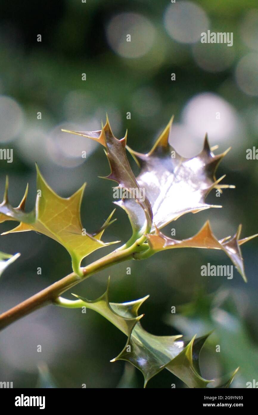 Spikey Blätter einer Stechpalme olivblühende Pflanze mit verschwommenem Bokeh Hintergrund Stockfoto