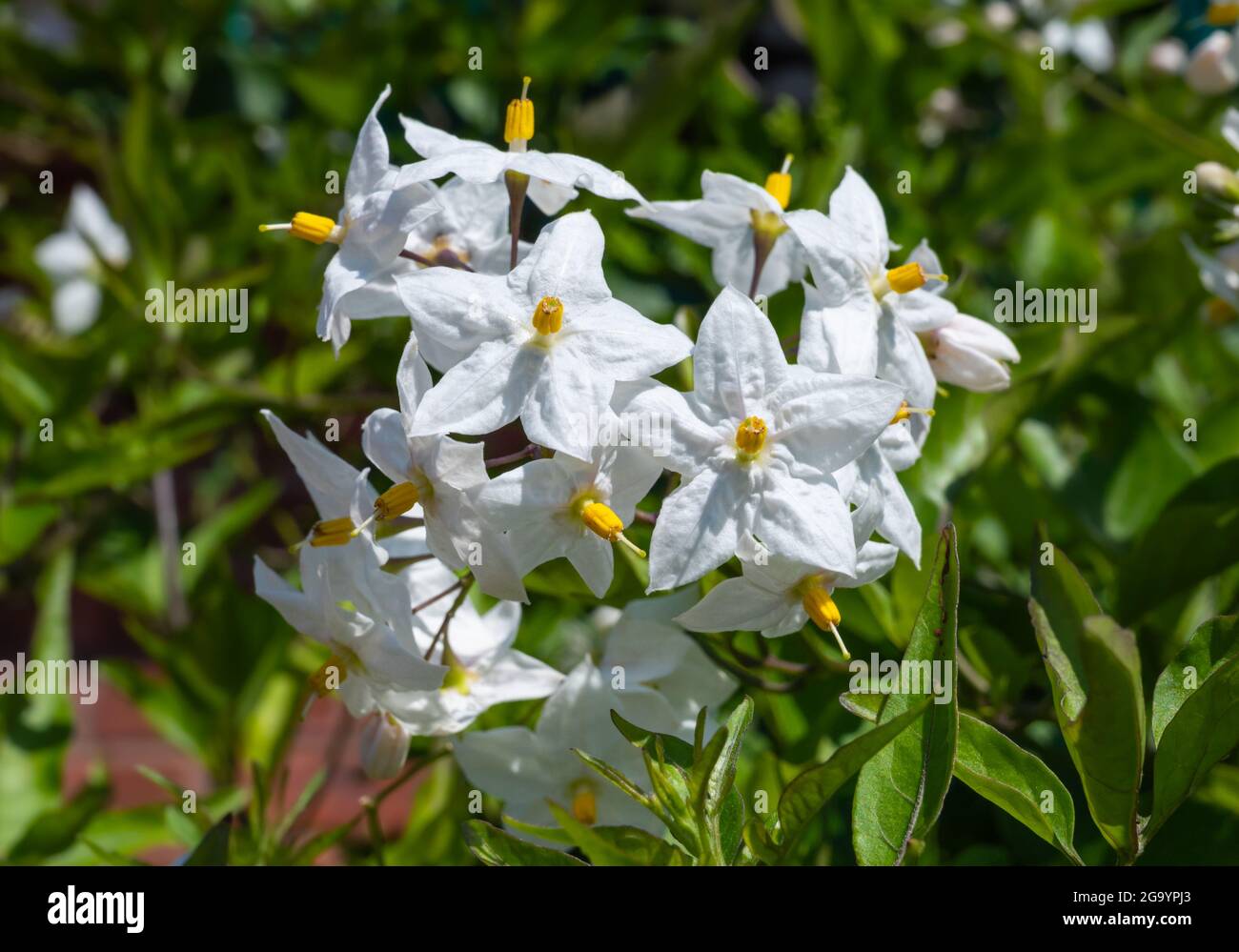 Jasmine Nachtschattenrebe (AKA Potato Climber & Potato Vine, Latein: Solanum laxum, früher bekannt als Solanum Jasminoides) im Sommer in Großbritannien. Stockfoto