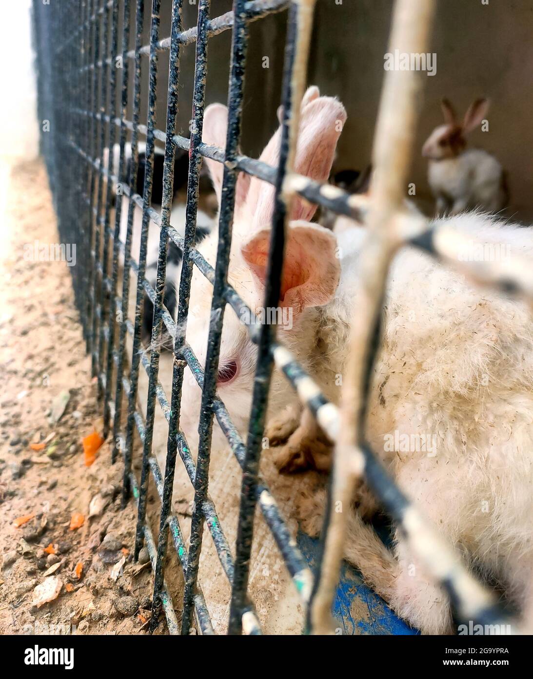Kaninchen in einem Käfig zum Verkauf auf dem traditionellen asiatischen Tiermarkt in indien Stockfoto