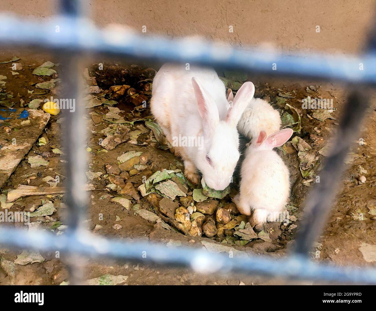Kaninchen in einem Käfig zum Verkauf auf dem traditionellen asiatischen Tiermarkt in indien Stockfoto