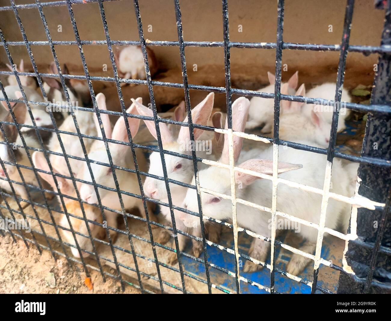 Kaninchen in einem Käfig zum Verkauf auf dem traditionellen asiatischen Tiermarkt in indien Stockfoto