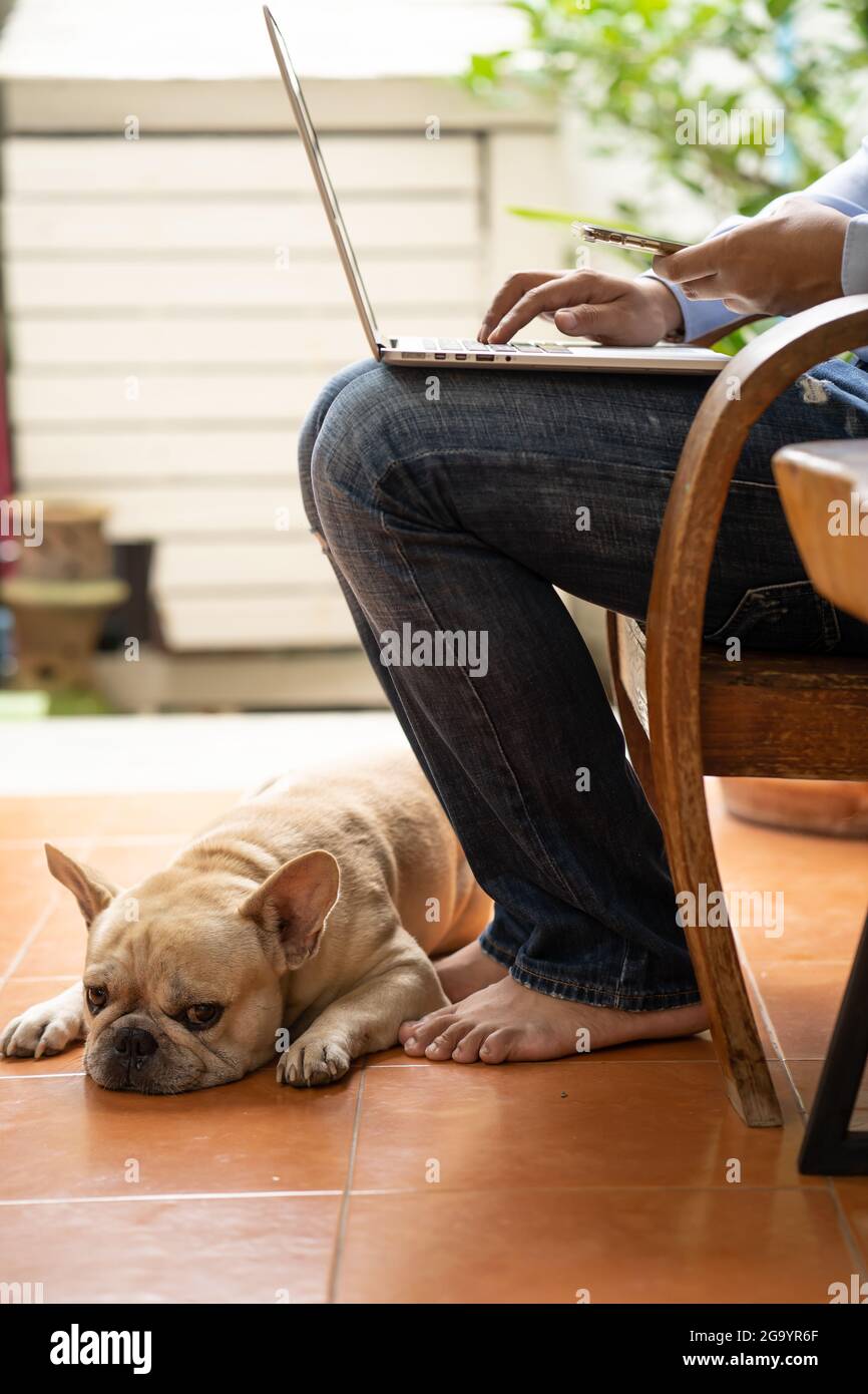 Vertikale Aufnahme einer französischen Bulldogge, die auf dem Boden in der Nähe der Füße des Meisters liegt. Stockfoto