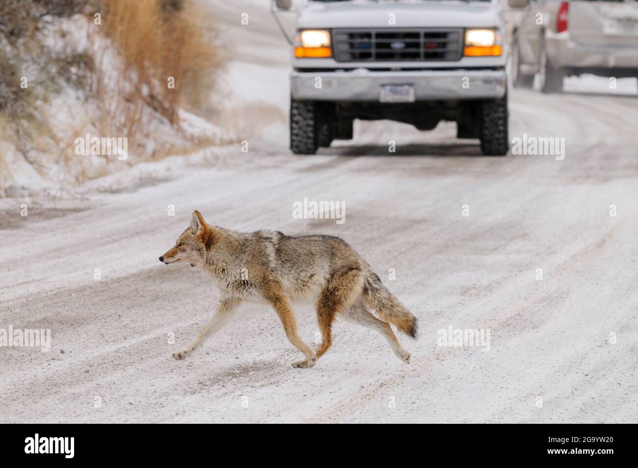 Coyote überquert im Winter mit einem herannahenden Auto eine Straße Stockfoto