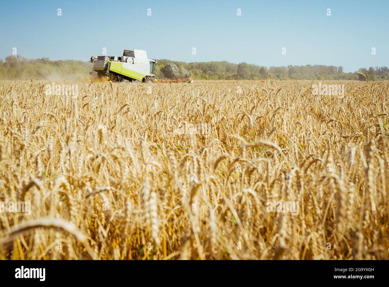 Mähdrescher ernten reifen Weizen. Reife Ähren gold Feld auf den Sonnenuntergang bewölkt orange Himmel Hintergrund. . Konzept für eine reiche Ernte. Landwirtschaft Stockfoto