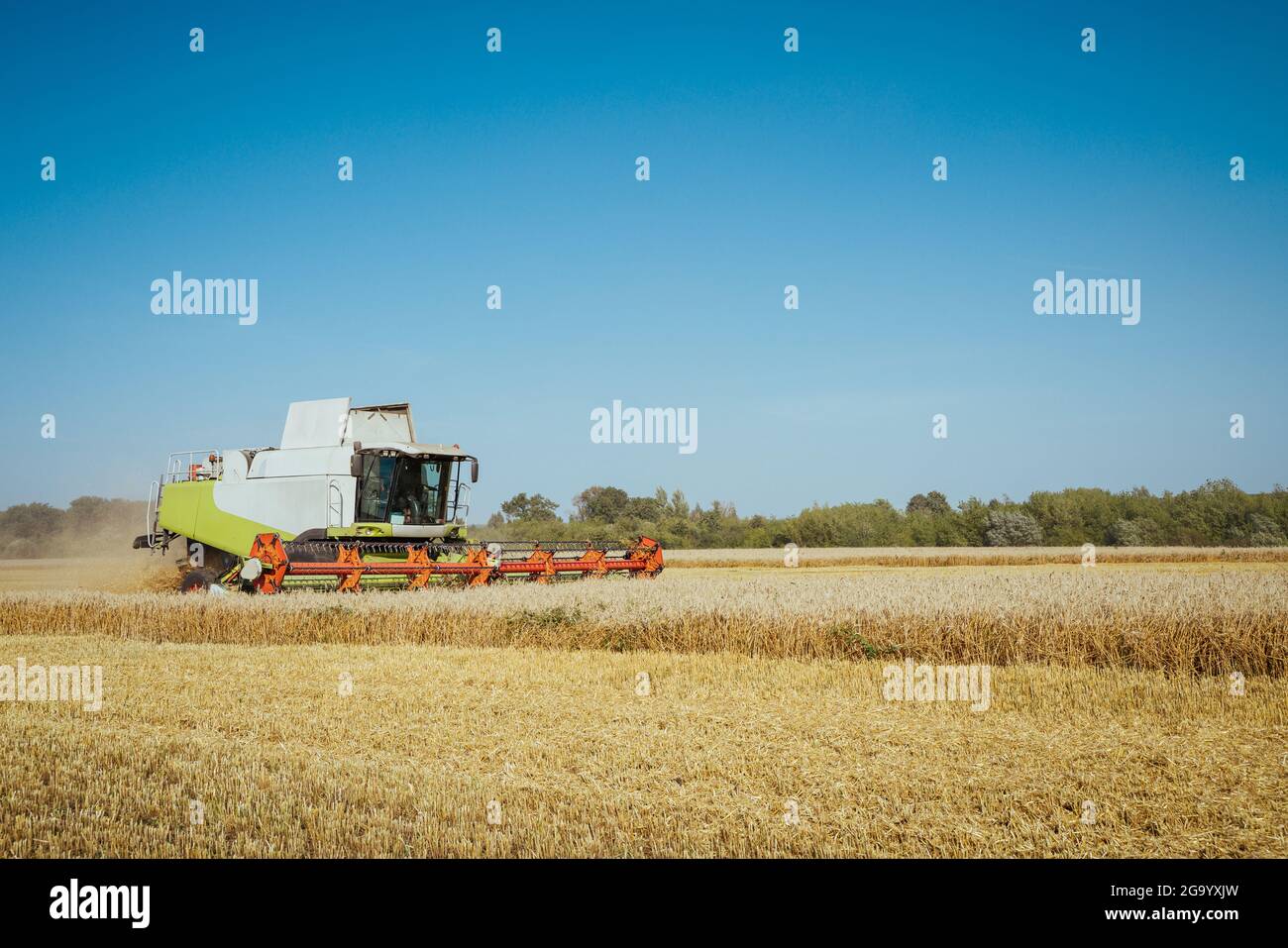 Mähdrescher ernten reifen Weizen. Reife Ähren gold Feld auf den Sonnenuntergang bewölkt orange Himmel Hintergrund. . Konzept für eine reiche Ernte. Landwirtschaft Stockfoto