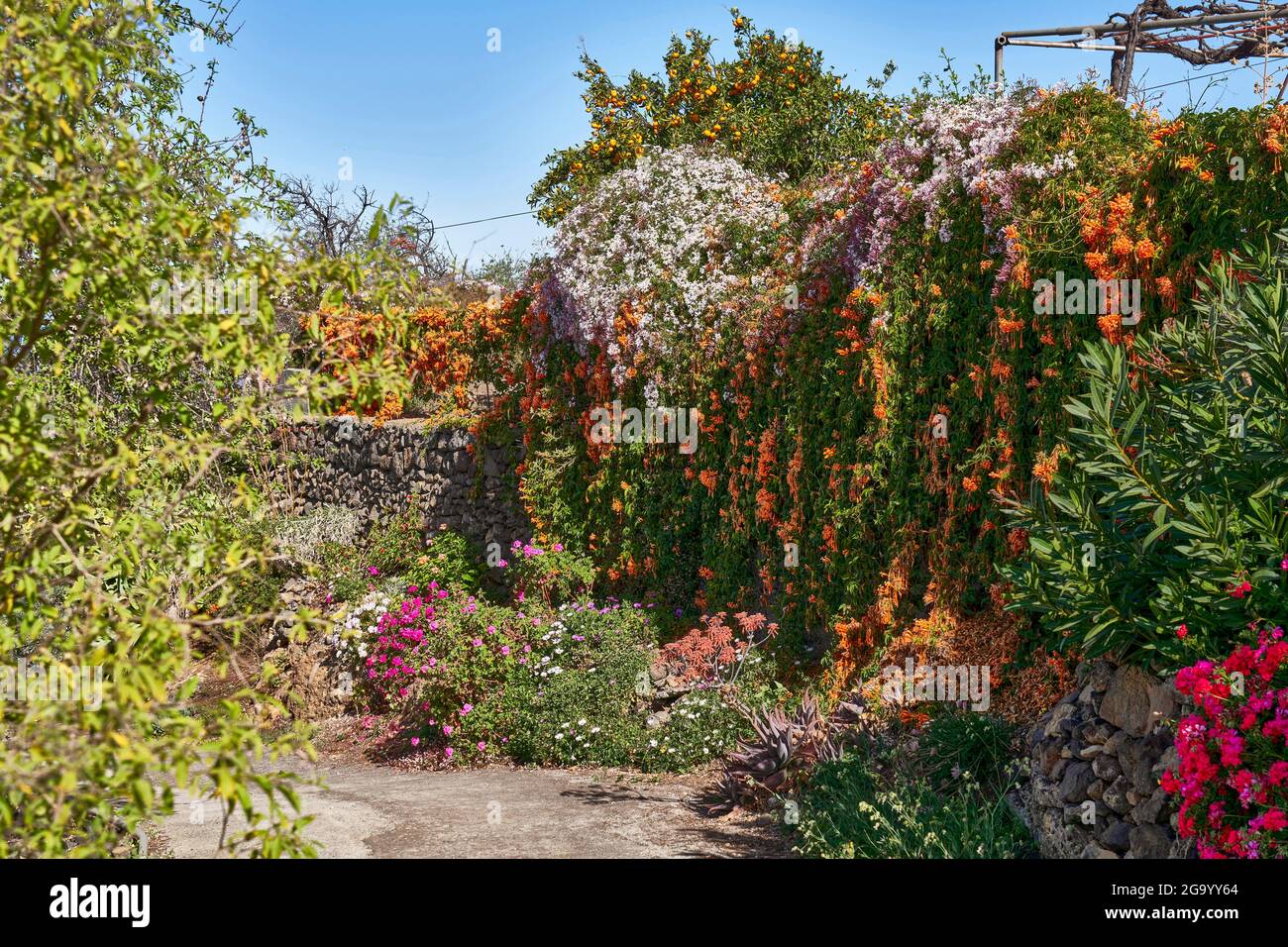 Die blühenden Gärten von Las Tricias, Kanarische Inseln, La Palma, Las Trricias Stockfoto