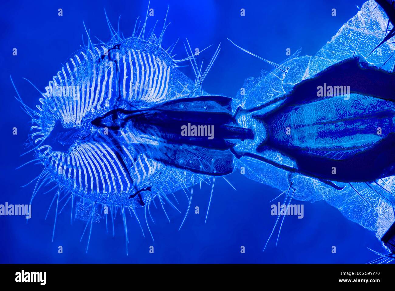 Hausfliege (Musca domestica), Mundteile einer Hausfliege (Dunkelfeld- und DIC-Mikroskopie, UV-Licht) Stockfoto