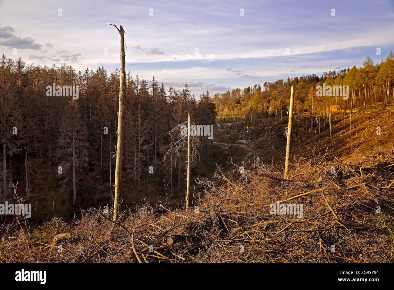 Norwegenfichte (Picea abies), Waldgesteinung im Egge, Deutschland, Nordrhein-Westfalen, Ostwestfalen, Velmerstot Stockfoto
